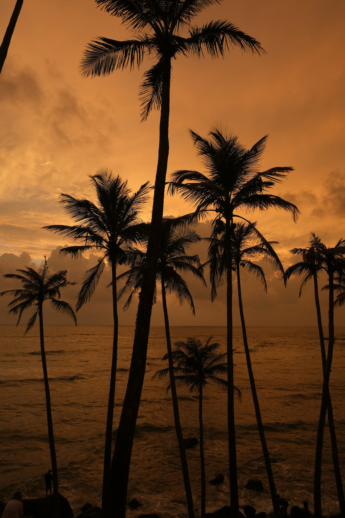 Palm trees silhouetted against a golden ocean sunset