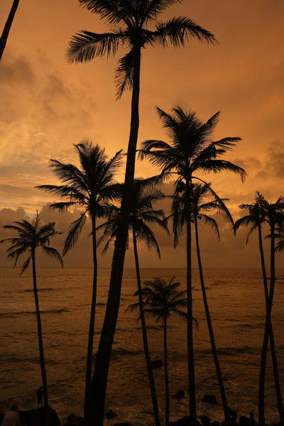 IV Therapy in Santa Monica: A Concierge Guide to Mobile Drips on the Westside